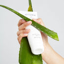 جل د. باربارا م الألوة فيرا 125 sturbara